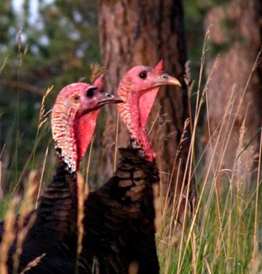 Wild Turkeys (Meleagris gallopavo) at Dusk