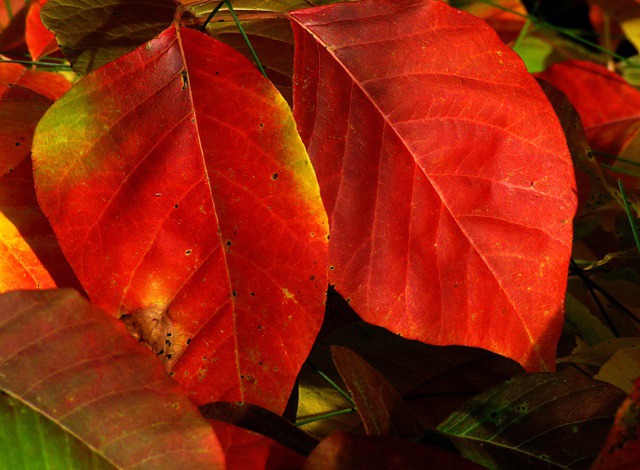 Poison Ivy (Toxicodendron radicans) Leaves