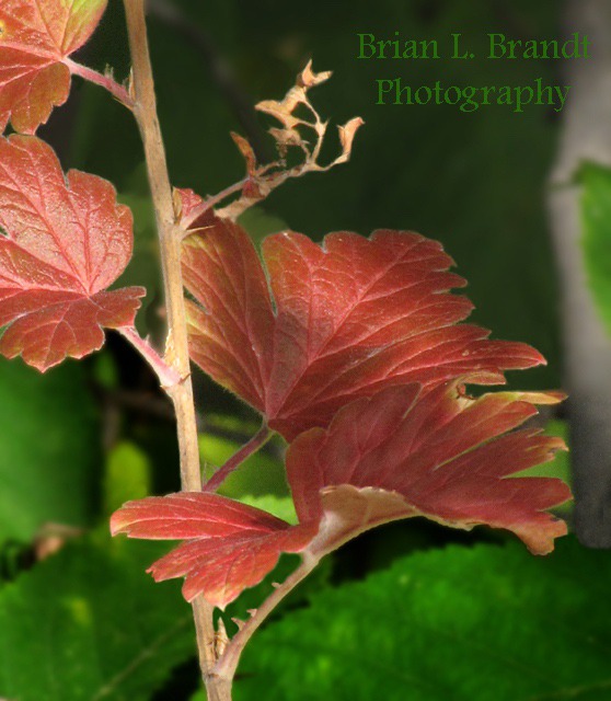 Hairystem Gooseberry (Ribes hirtellum)