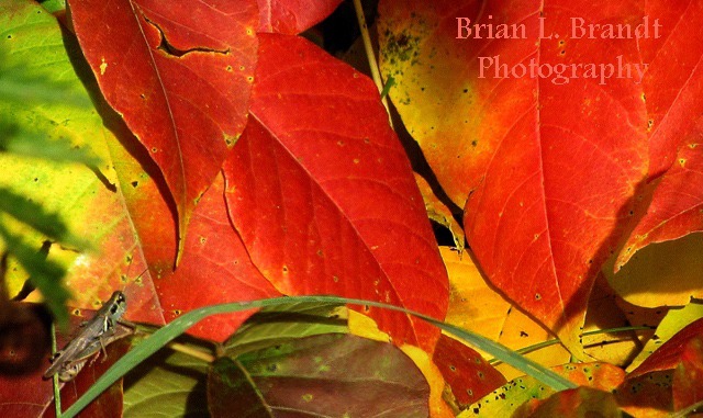Poison Ivy (Toxicodendron radicans) Leaves with Grasshopper