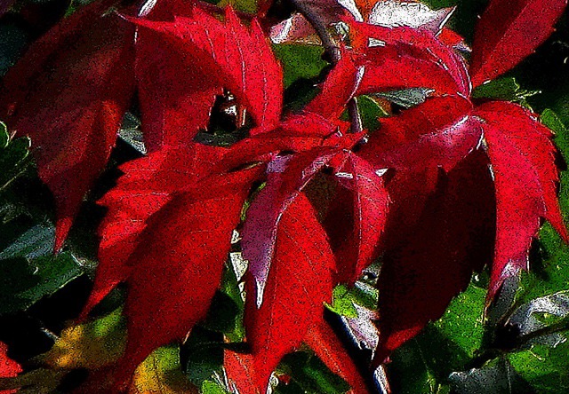 Woodbine (Parthenocissus vitacea) Poster Format