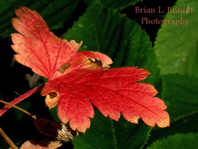 Hairystem Gooseberry (Ribes hirtellum)