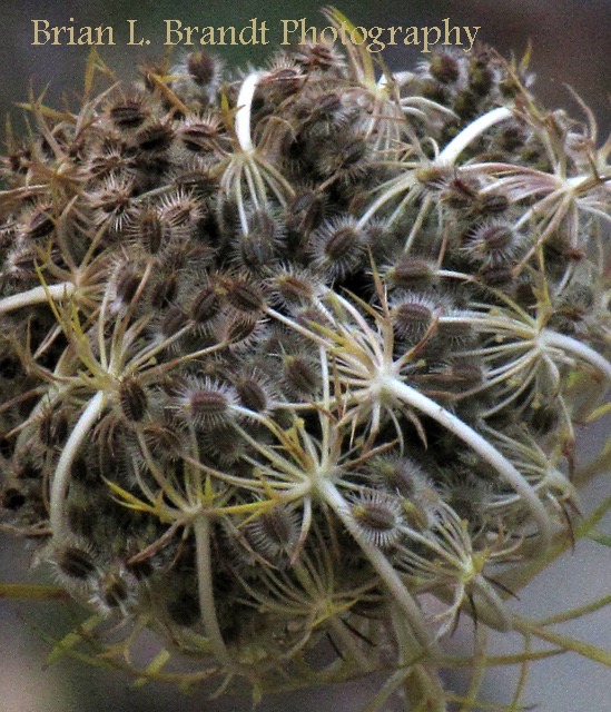 Another Queen Anne's Lace (Daucus carota) Seedhead Tangle
