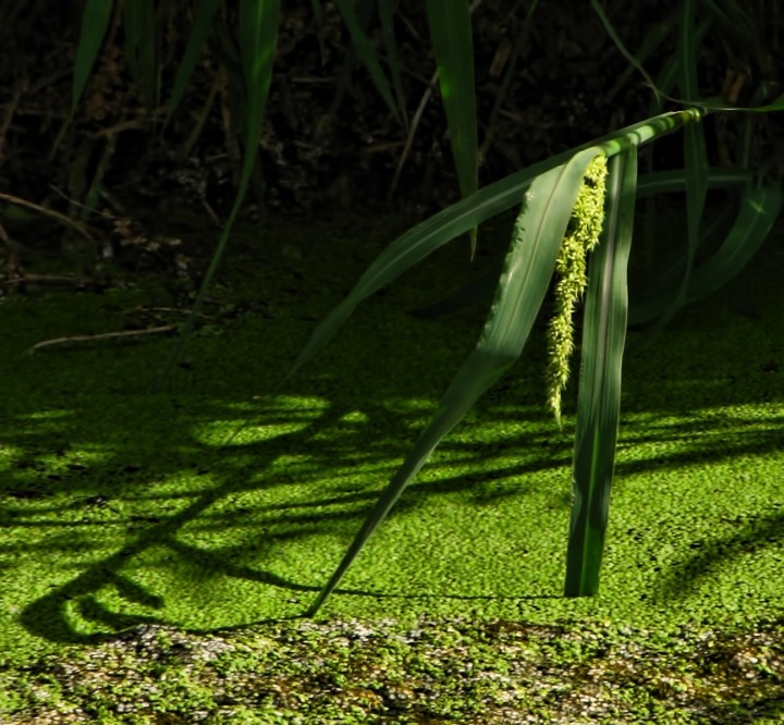 Bent Sprig over an Algae Canal