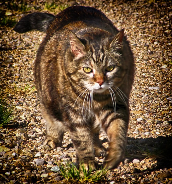 Fiercely Determined Furry Purry Heads for the Shade