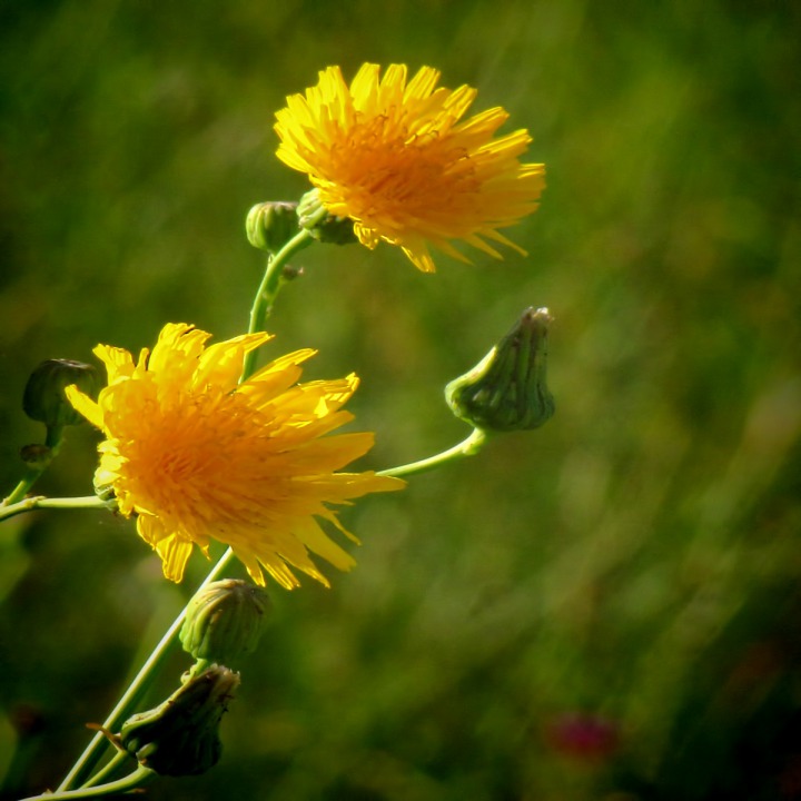 Hawkweed (Hieracium) On the Russell Lakes State Wildlife Refuge CO